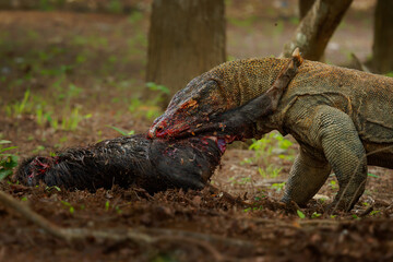 Komodo dragon Varanus komodoensis feeding on wild boar carcass, blood-stained jaws, powerful scaled body, apex predator eating prey, Komodo National Park, Indonesia, endangered