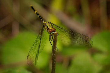 Slender skimmer Orthetrum sabina dragonfly perched on stem, yellow-black striped thorax, slender banded abdomen, transparent wings, compound eyes, macro, Flores, Indonesia