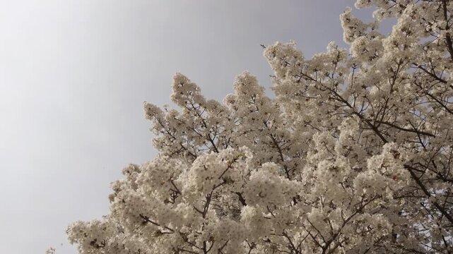 Japanese cherry tree in the Jardin des Plantes of Paris