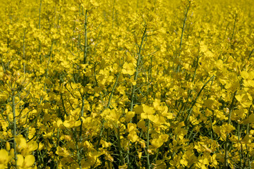 Obraz premium Bright yellow rapeseed flowers in a field in Germany