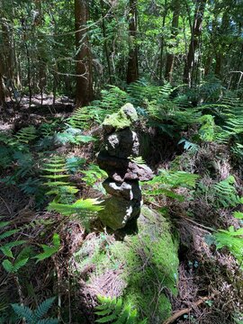 Moss Covered Rock Cairn on Mossy Log Surrounded by Ferns in Sunlit Temperate Rainforest