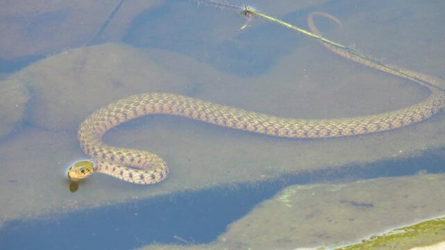 It resembles the tesselated snake (Natrix tesselata), which is widespread in Eurasia. A reptile in the South China Sea. Vietnam