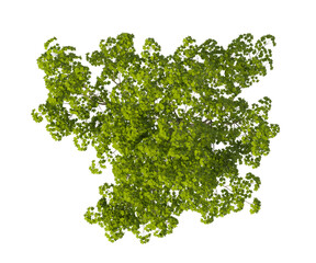 Obraz premium Single green maple tree isolated on transparent background. tall tree with leaves isolated on transparent background. Tree isolated on white background. Isolated ornamental tree PNG. Leafy plant PNG.