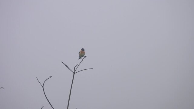 stonechat, bushchat on a dry branch. Wintering of birds in Vietnam