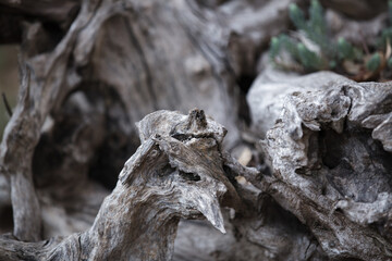 Fototapeta premium Macro shot of weathered sun-bleached tree roots with natural hollows.