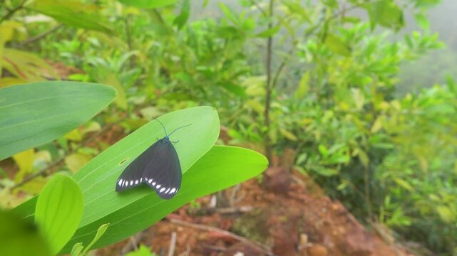 Black Moth vlinder Cyclosia panthona in Vietnam humid tropical forests oduring the monsoon season. China,, Hong Kong, India, Sri Lanka, and Myanmar breeding area It was known
