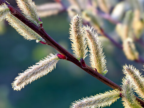 Closeup of goat willow catkins in sunlight