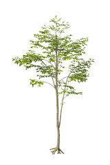 Single hornbeam tree isolated on transparent background. tall tree with leaves isolated on transparent background. Tree isolated on white background. Isolated ornamental tree PNG. Leafy plant PNG. © manjula