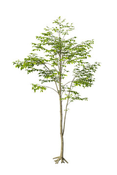 Single hornbeam tree isolated on transparent background. tall tree with leaves isolated on transparent background. Tree isolated on white background. Isolated ornamental tree PNG. Leafy plant PNG.