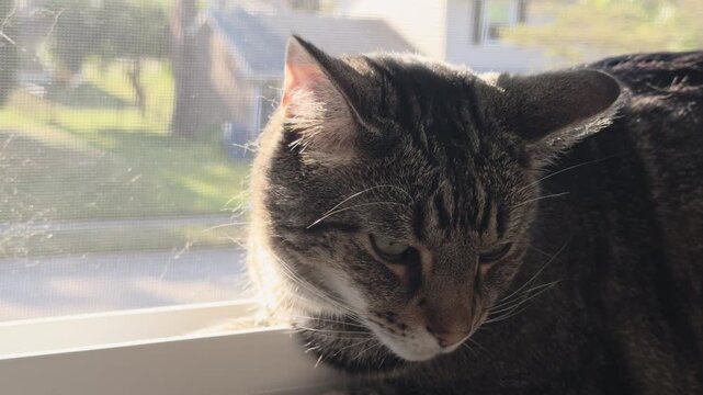 Cute kitty sitting in open window of home 4k