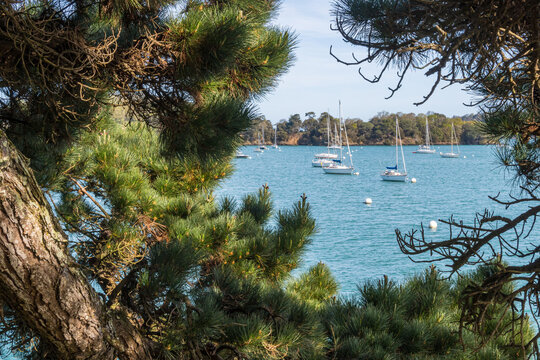 Sailboats on the Rance river seen through the pine branches near Pleurtuit in Brittany - France