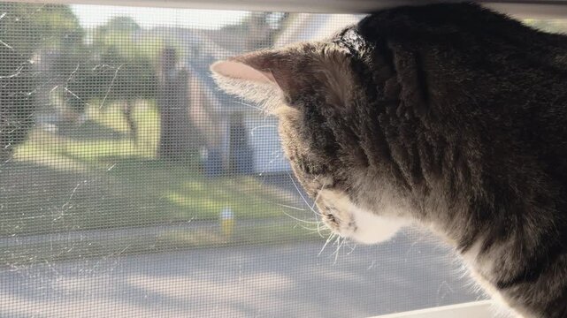 Cat looking out screen window at the outdoors 4k
