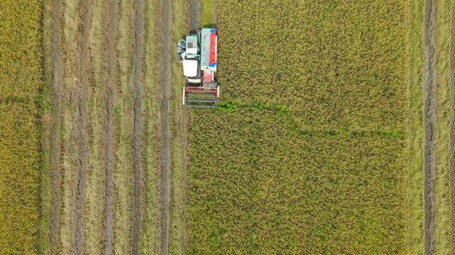 Kendal, Indonesia - 02 April 2026: Aerial view of a modern harvester cutting a swathe through a golden rice field, creating a stark contrast with the stubble.