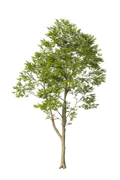 Single green nettle tree isolated on transparent background. tall tree with leaves isolated on transparent background. Tree isolated on white background. Isolated lote tree PNG. Leafy plant PNG.