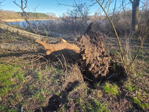 The massive, exposed root ball of a toppled tree, encased in dark, clinging earth, dominates the foreground. It has been violently wrenched from a deep, cavernous hole in the ground, exposing a tangle