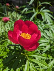 Fototapeta premium A red delicate cut leaf peony opening its flower. 