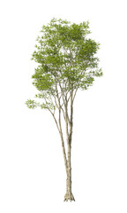 Obraz premium Single green ash tree isolated on transparent background. tall tree with leaves isolated on transparent background. Tree isolated on white background. Isolated ornamental tree PNG. Leafy plant PNG.