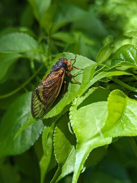 A side view of a cicada in the woods of Iowa. These bugs come out and sing all summer. 