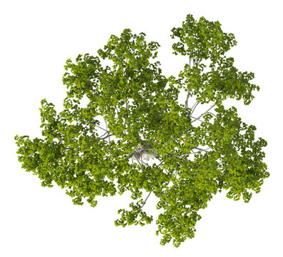 Single green tree isolated on transparent background. Oriental plane tree with leaves isolated on transparent background. Tree isolated on white background. Isolated ornamental tree PNG. plant PNG.