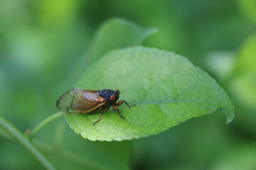 Naklejka premium Sitting perfectly on a leaf in this close up shot of a cicada that hasn't seen the daylight in 17 years, its checks out the leaf and enjoys a spot of sun. 