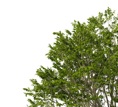Zelkova Tree branch isolated on transparent background. tree branch green leaves isolated on transparent background. Plant or tree leaves isolated on white background. Tree foliage PNG. leaves PNG
