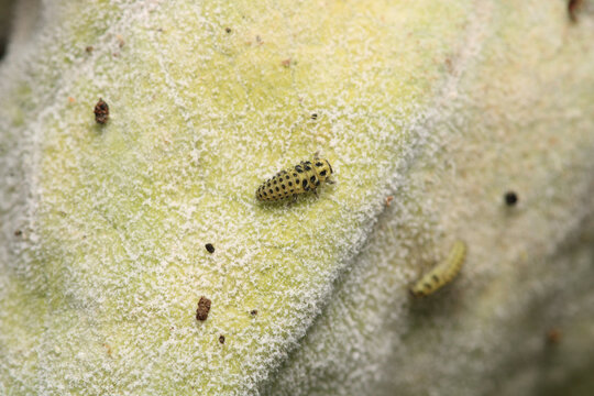 harmonia axyridis larvae insect macro photo	