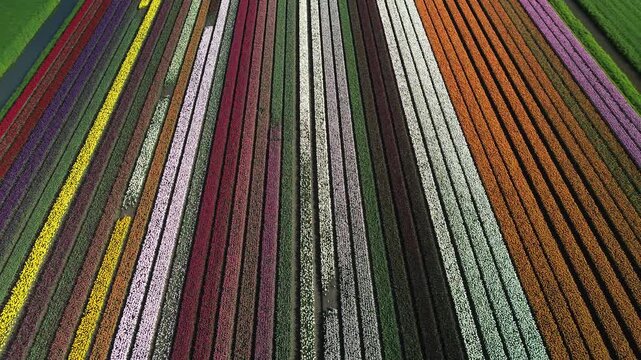 Aerial view of stripes of colourful tulips creating a vibrant spectacle, alongside green fields, in the scenic landscape, Abbekerk, North Holland, Netherlands.