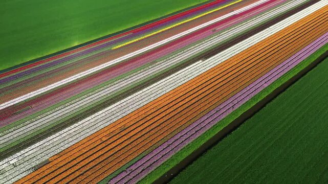Aerial view of vibrant tulip fields creating colorful stripes against the lush green fields, a beautiful contrast of nature's artwork, Abbekerk, North Holland, Netherlands.