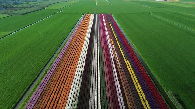 Aerial view of vivid flower fields, a tapestry of color contrasting with lush green fields, creating an immersive landscape, Abbekerk, North Holland, Netherlands.
