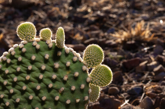 New growth backlit on a bunny ears prickly pear cactus in Arizona