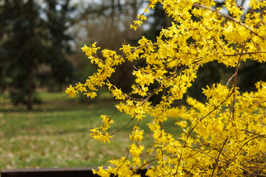 Forsythia branches with yellow flowers and park background, spring season