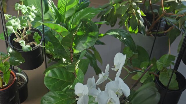 Group of houseplants with green leaves and white orchid flowers in pots