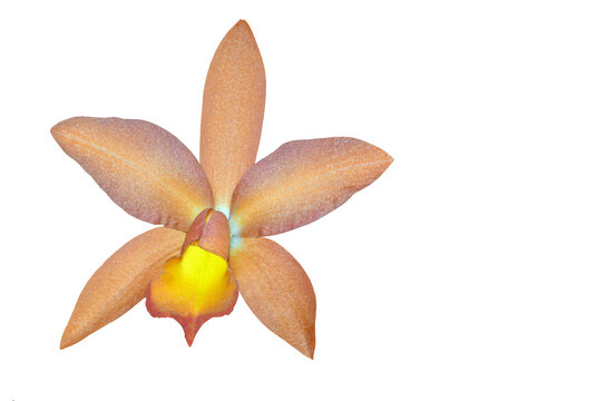 Cattleya Orchid Caribbean Orange Bowl &eacute; uma Cattleya hybrid. Cut out and isolated.