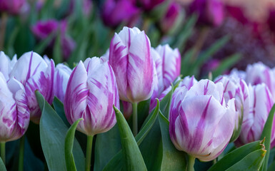 Fototapeta premium Variety of stunning tulips in vibrant colours, photographed at Wisley garden, Surrey, UK, in spring.
