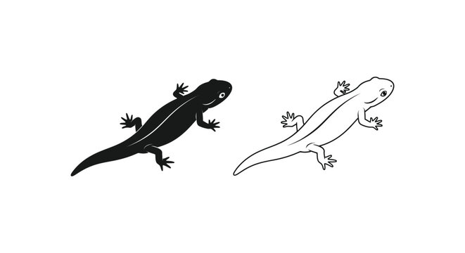 Black and White Salamander vs Newt Comparison Guide Vector