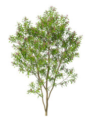 Obraz premium purple flowering shrub isolated on transparent background. Single small flowering tree isolated on transparent background. isolated on white background. purple flower tree PNG. Small flower plant PNG.