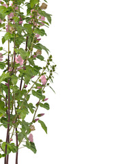 Obraz premium Mallow Flowering branch with pink flowers isolated on transparent background. Flowering tree branch isolated on transparent background PNG. Flower tree or Flower plant branch isolated white background