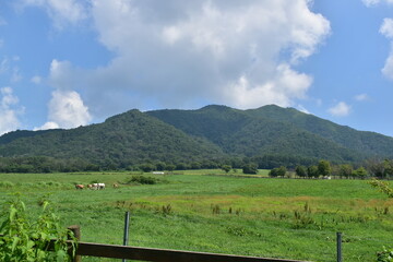 ひるぜんジャージーランド　岡山　牧場　牧草 © 頼朝