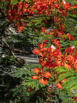 Poinciana regia or Delonix regia and its large inflorescences. The most common names are: royal poinciana, flamboyant, red acacia, phoenix flower, forest flame or flame tree.