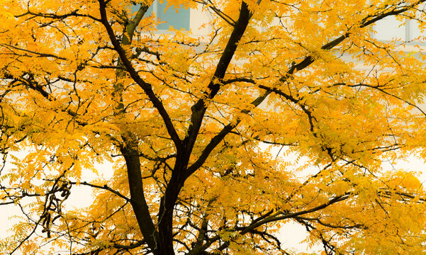 Canada, BC, Vancouver.  Bright fall colours on street trees in the city.