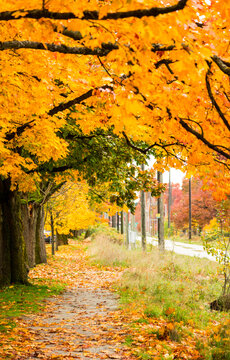 Canada, BC, Vancouver.  Bright fall colours on street trees in the city.