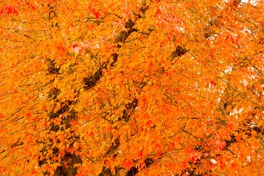 Canada, BC, Vancouver.  Intense orange maple leaves on street tree in the fall.