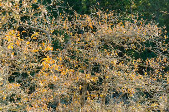 Canada, BC, Vancouver Island. A tangle of tree branches in the fall.