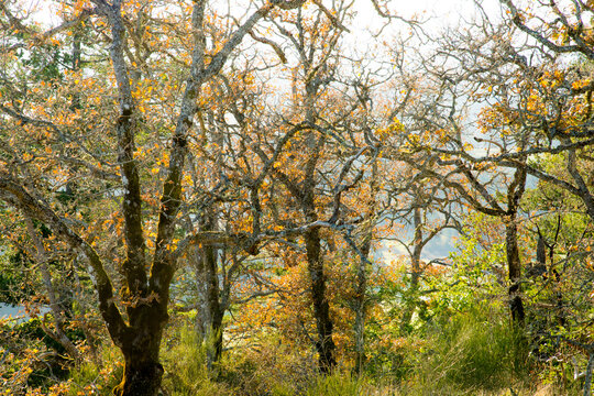 Canada, BC, Vancouver Island. A tangle of tree branches in the fall.