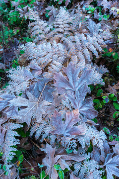 Canada, BC, Vancouver Island, Cowichan Bay.  Frost covers the edges of fallen leaves.