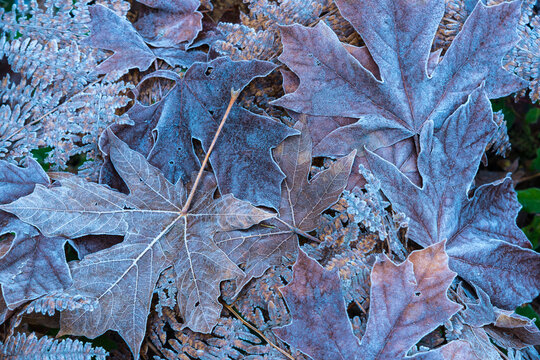 Canada, BC, Vancouver Island, Cowichan Bay.  Frost covers the edges of fallen leaves.