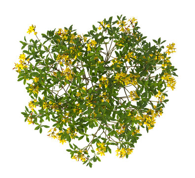 yellow flowering shrub isolated on transparent background. Yellow azalea flowering tree isolated on transparent background. isolated on white background. Small flower tree PNG. Small flower plant PNG.