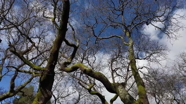 Aerial view of bare tree branches reach for the cloudy sky, their mossy trunks contrasting with the bright blue, Santo Tirso, Porto, Portugal.