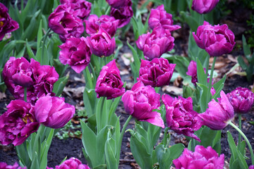 Fototapeta premium Beautiful fuchsia-colored peony tulips. Various varieties and colors of tulips. Many tulips are planted in the park.