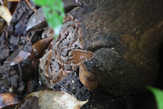 View of a camouflaged frog blending seamlessly with the earthy tones of leaves and bark in the lush undergrowth, Quepos, Puntarenas Province, Costa Rica.